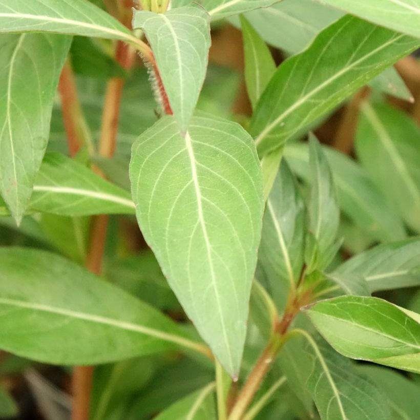 Cuphea micropetala  (Foliage)