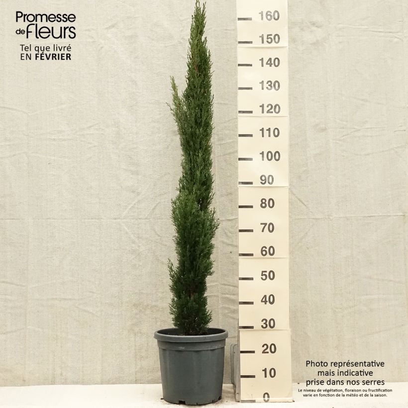 Cupressus sempervirens Totem - Cyprès de Florence en pot de 7,5/10L sample as delivered in winter