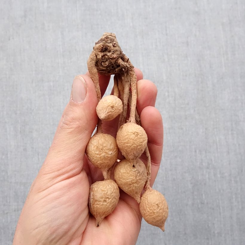 Curcuma alismatifolia Red - Siam Tulip Bulb size I sample as delivered in spring
