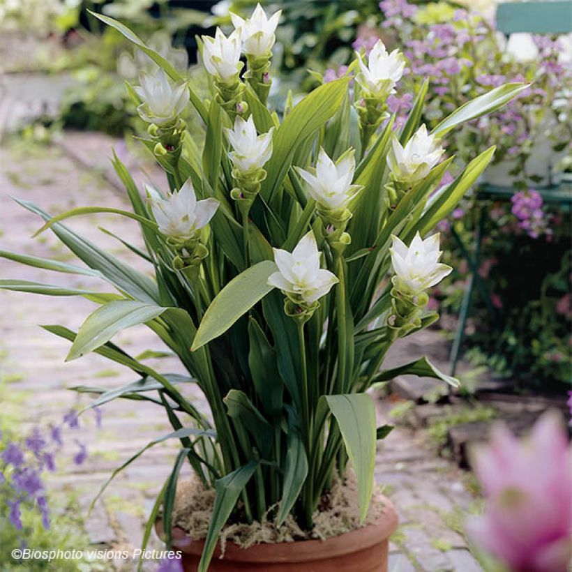 Curcuma alismatifolia White - Siam Tulip (Plant habit)