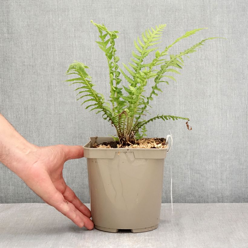 Cyathea cooperi - Australian Tree Fern 2L/3L pot sample as delivered in summer