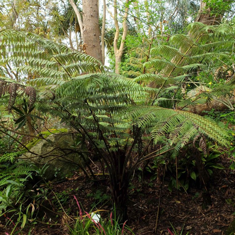 Cyathea dealbata - Silver Tree Fern (Plant habit)