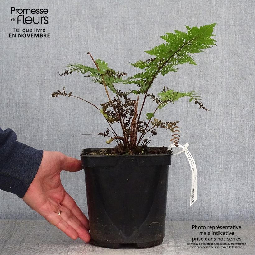 Cyathea dealbata - Fougère arborescente Pot de 2L/3L sample as delivered in autumn