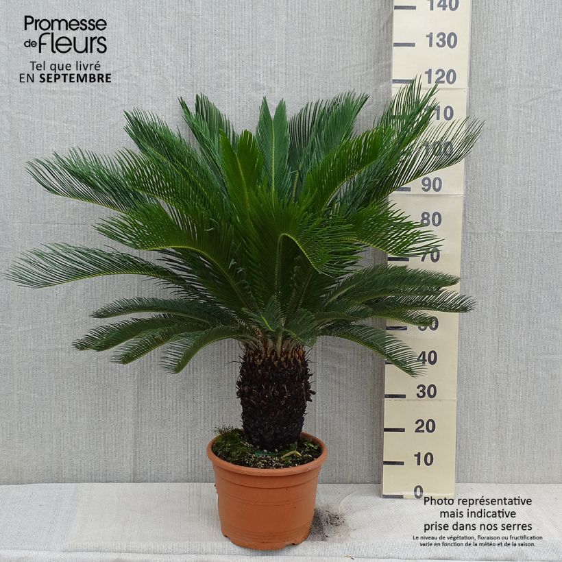 Cycas revoluta - Cycas du Japon pot de 15L sample as delivered in autumn