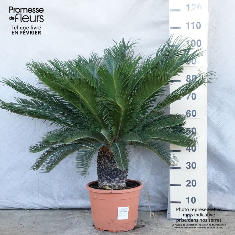 Cycas revoluta - Cycas du Japon pot de 15L sample as delivered in winter