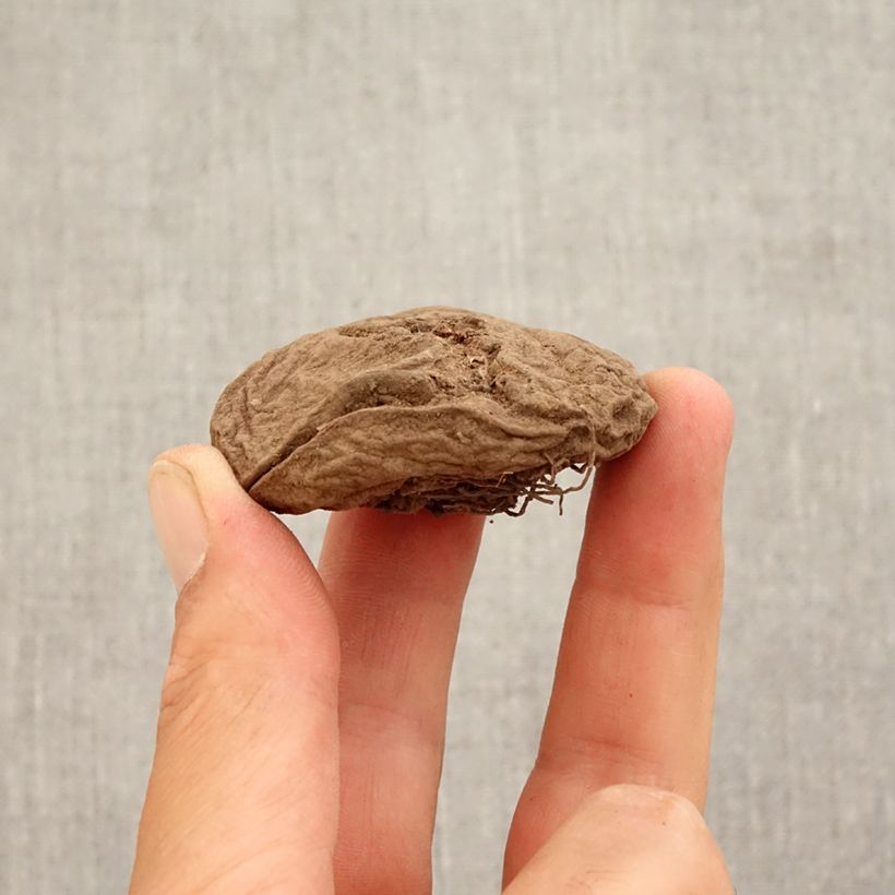Cyclamen coum Bulb size 15+ sample as delivered in autumn