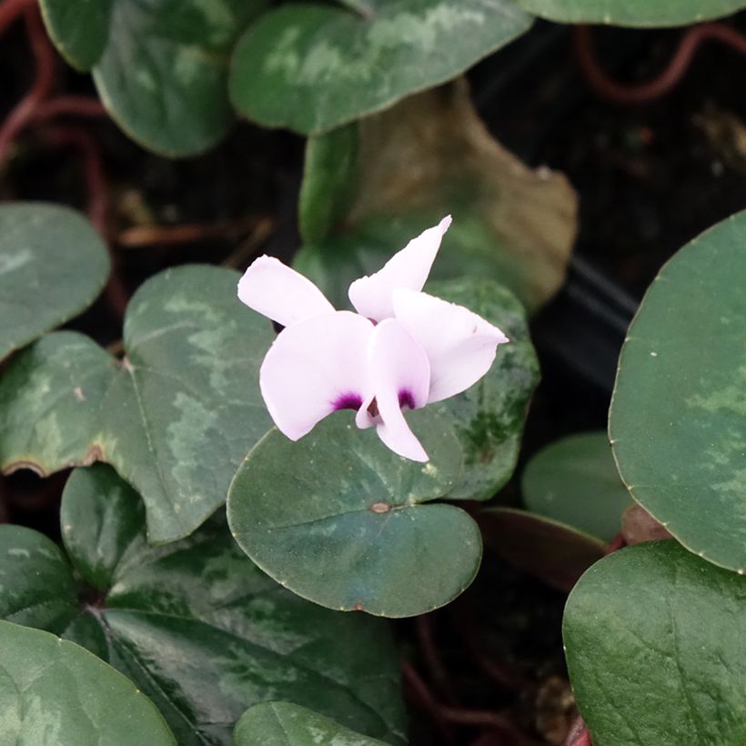 Potted Cyclamen Coum - Pink (Flowering)