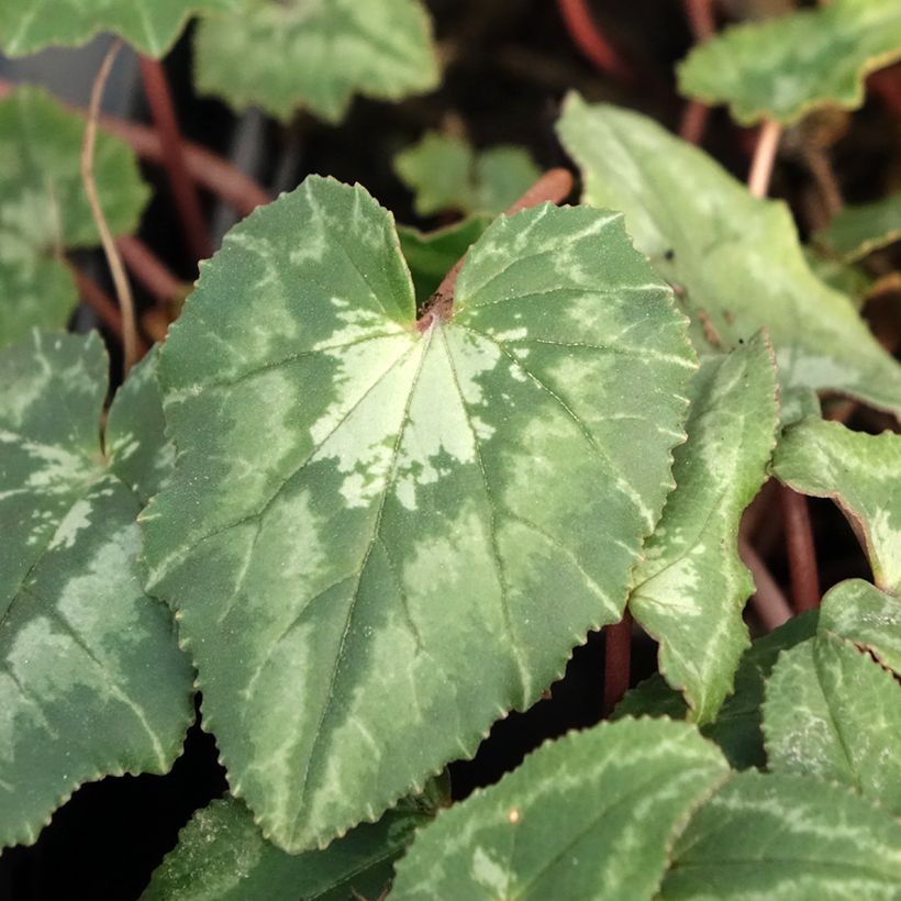Pink Naples Cyclamen (Foliage)