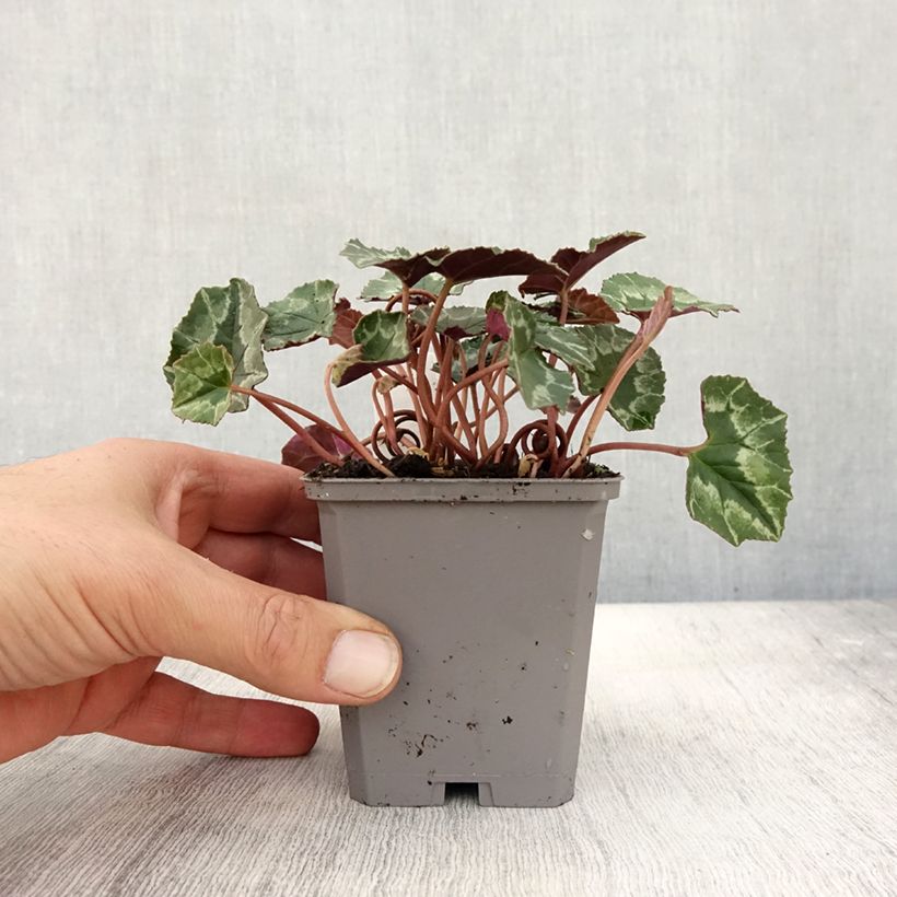 Cyclamen hederifolium - Ivy-leaved cyclamen sample as delivered in autumn