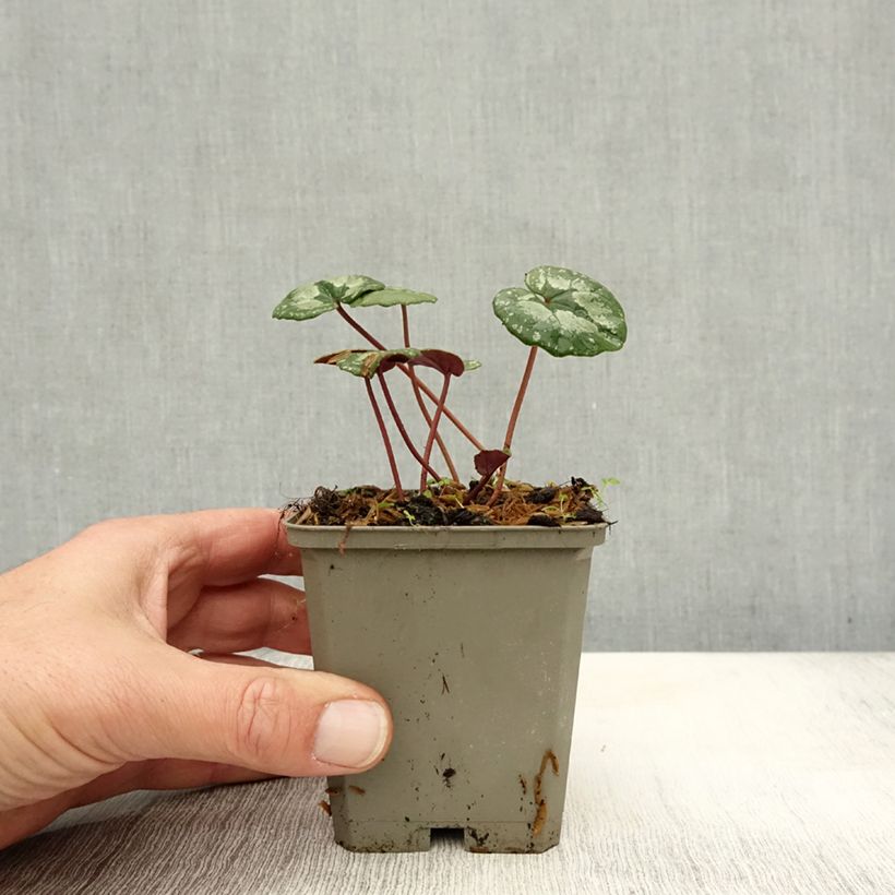 Cyclamen pseudibericum 8/9 cm pot size 9 sample as delivered in autumn
