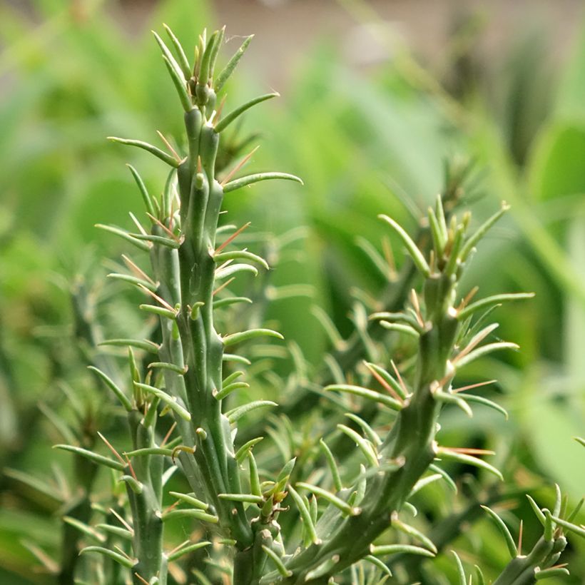 Cylindropuntia kleiniae (Foliage)