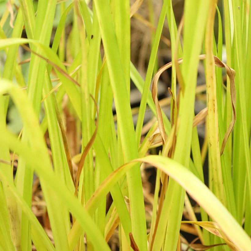 Cyperus glaber (Foliage)