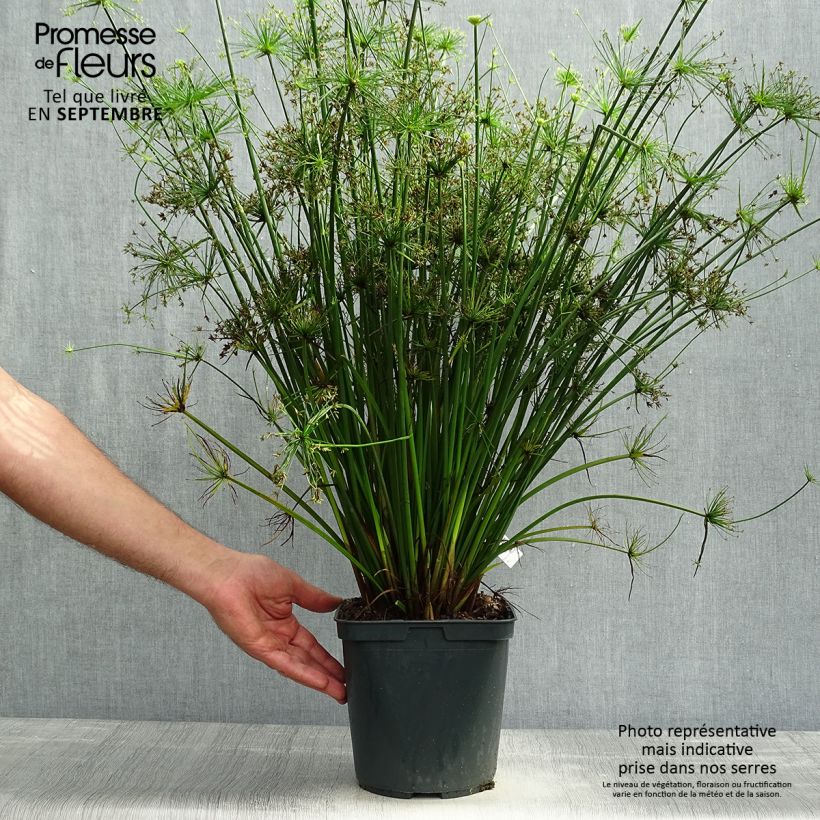 Cyperus papyrus Cleopatra - Papyrus Pot de 3L/4L sample as delivered in autumn