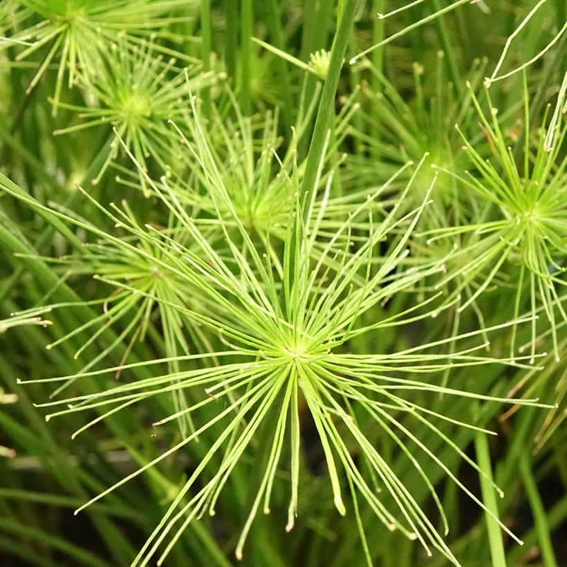 Cyperus prolifer (Flowering)