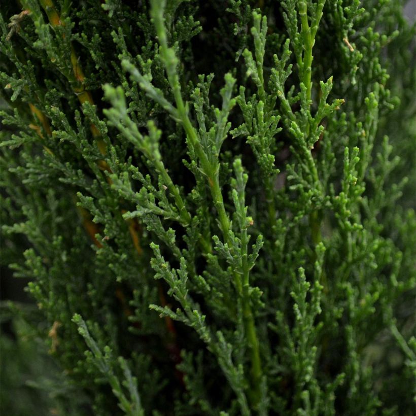 Cupressus sempervirens Totem - Florence Cypress (Foliage)