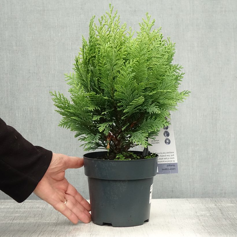 Chamaecyparis lawsoniana Alumigold - Lawson Cypress 2L/3L pot sample as delivered in autumn