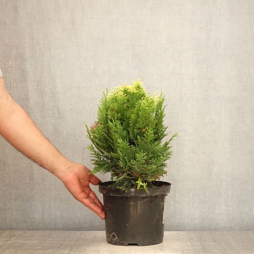 Chamaecyparis lawsoniana Pygmaea Argentea - Lawson's Cypress 4L/5L pot sample as delivered in summer