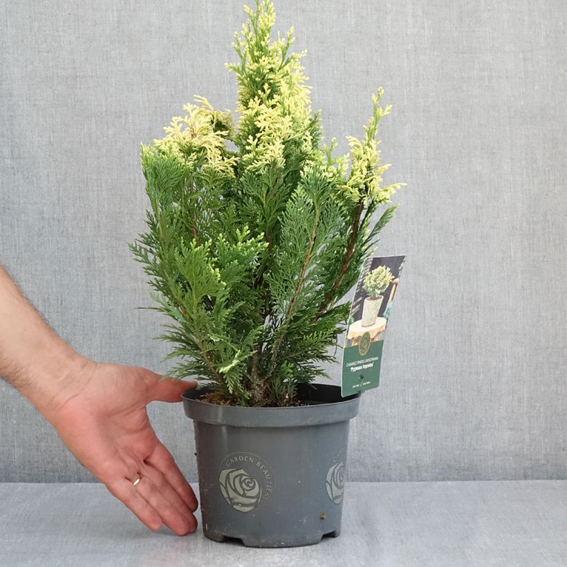 Chamaecyparis lawsoniana Pygmaea Argentea - Lawson's Cypress 2L/3L pot sample as delivered in summer