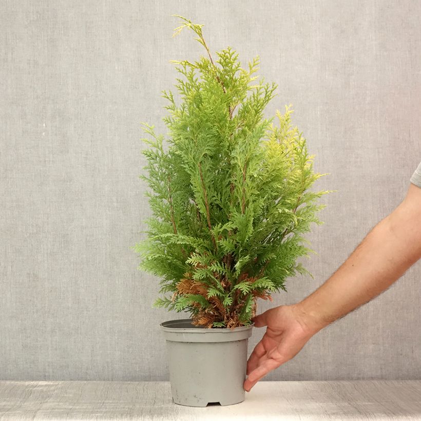 Chamaecyparis lawsoniana Stardust - Lawson's Cypress 2L/3L potShipped height around 30/40cm sample as delivered in summer