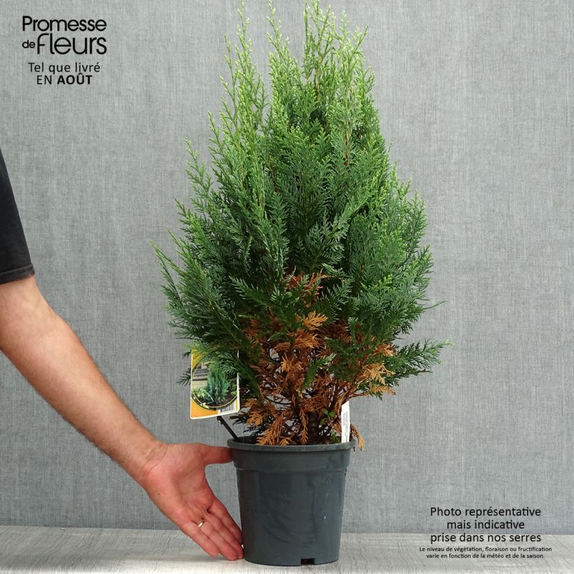 Chamaecyparis lawsoniana White Spot - Lawson Cypress 2L/3L pot sample as delivered in summer