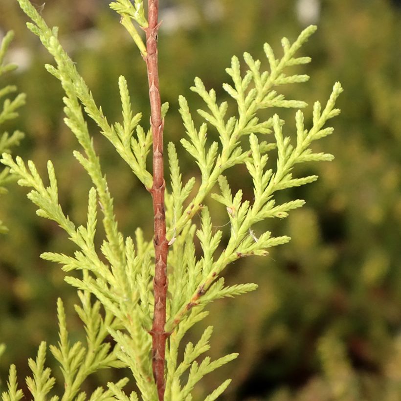 Cupressocyparis leylandii Oger (Foliage)