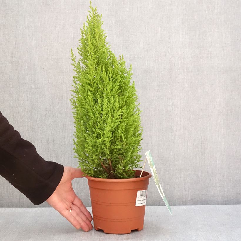 Cyprès de Lambert Wilma - Cupressus macrocarpa 2L/3L pot sample as delivered in winter