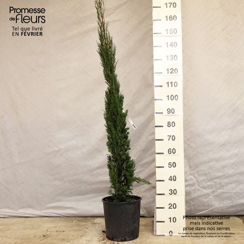 Cyprès de Provence - Cupressus sempervirens Pyramidalis en pot de 15 litres sample as delivered in winter