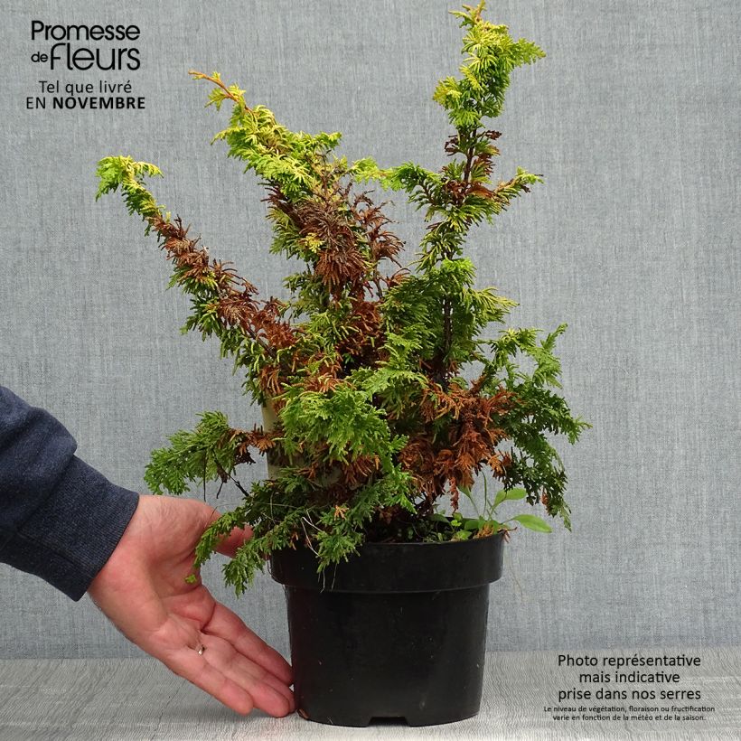 Cyprès hinoki du Japon - Chamaecyparis obtusa Fernspray Gold en pot de 2L/3L sample as delivered in autumn