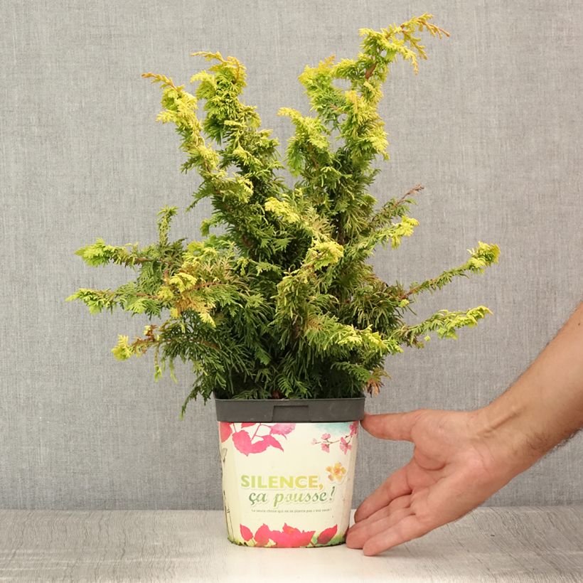 Chamaecyparis obtusa Fernspray Gold - Hinoki Cypress 2L/3L potShipped height around 20/25cm sample as delivered in summer