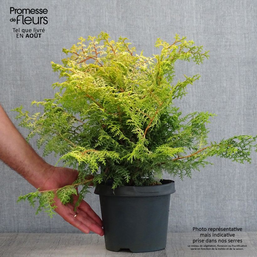Chamaecyparis obtusa Lucas - Hinoki Cypress 2L/3L pot sample as delivered in summer