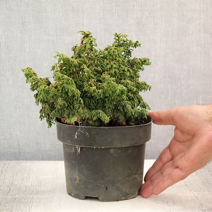 Chamaecyparis obtusa Maureen - Hinoki Cypress 2L/3L potShipped height around 15/20cm sample as delivered in summer