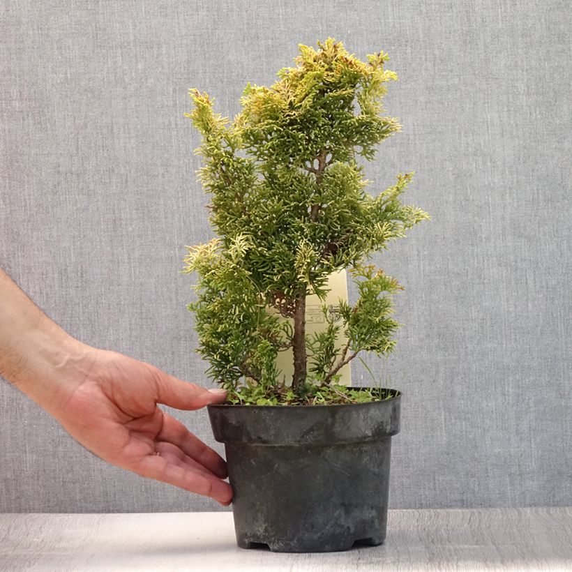 Chamaecyparis obtusa Meroki Twin - Hinoki Cypress 2L/3L potShipped height around 20/30cm sample as delivered in summer