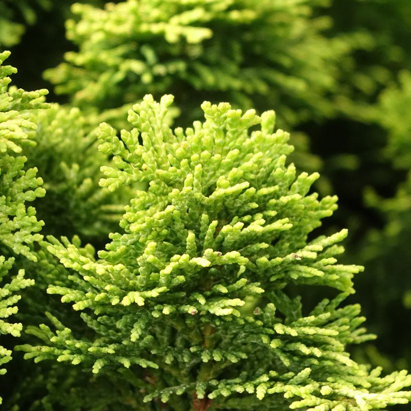 Chamaecyparis obtusa Nana Aurea - Hinoki Cypress (Foliage)