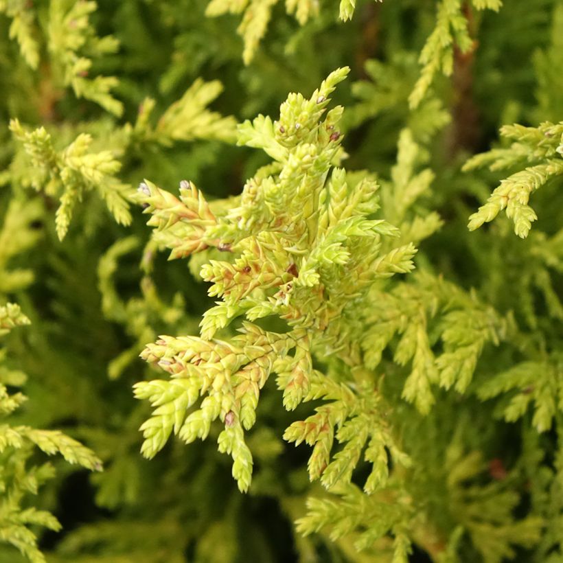 Chamaecyparis pisifera Golden Pincushion - Sawara Cypress (Foliage)