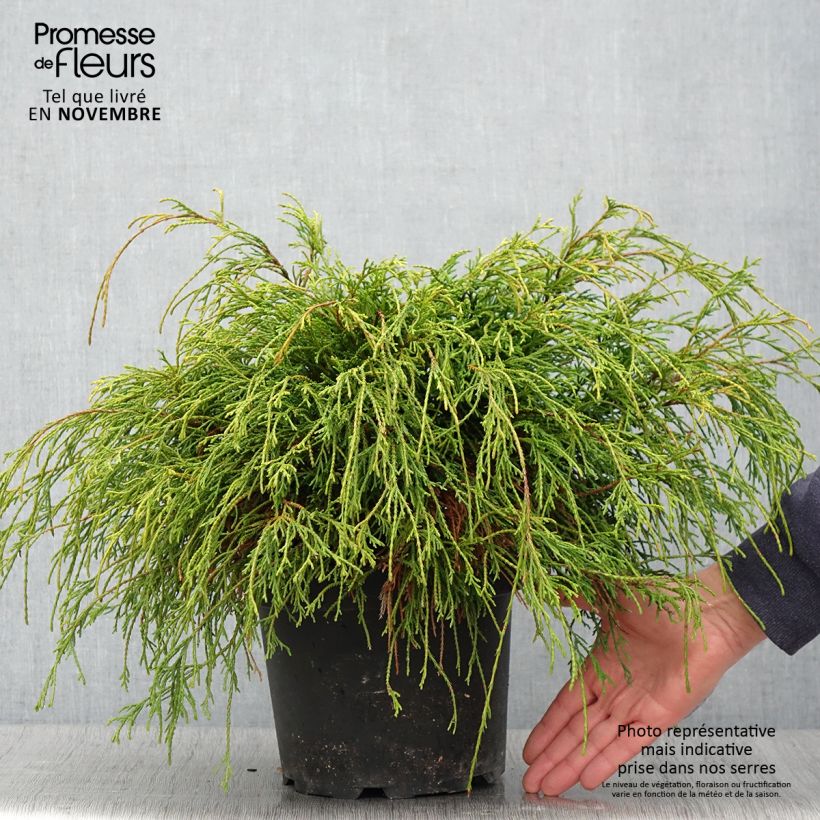 Cyprès Sawara - Chamaecyparis pisifera Sungold                   Pot de 4L/5L sample as delivered in autumn