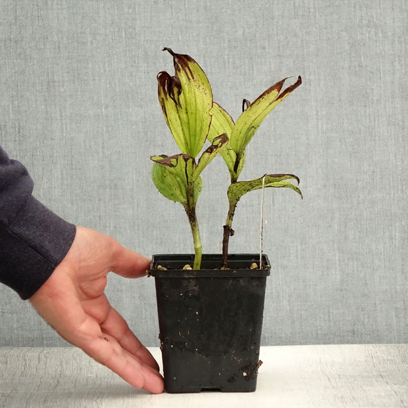 Cypripedium Aki - Lady Slipper Orchid 1L/1.5L pot sample as delivered in summer