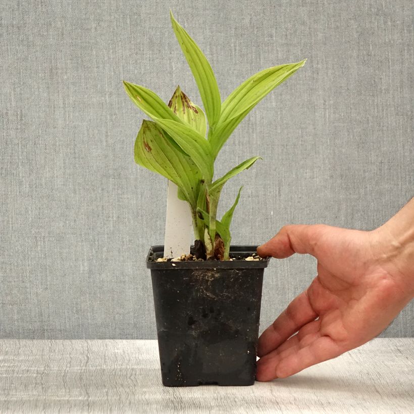 Cypripedium Aki - Sabot de Venus hybride - Pot de 1L/1,5L sample as delivered in spring