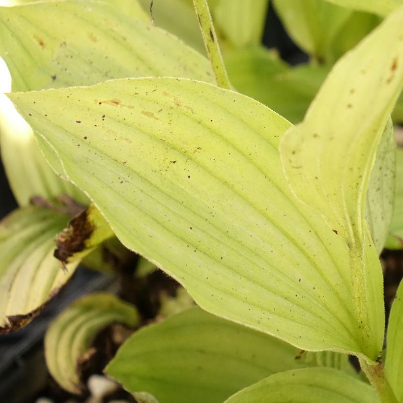 Cypripedium Gisella - Lady Slipper Orchid (Foliage)