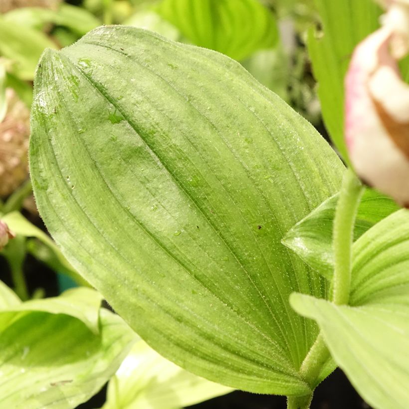 Cypripedium Lucy Pinkepank gx (Foliage)