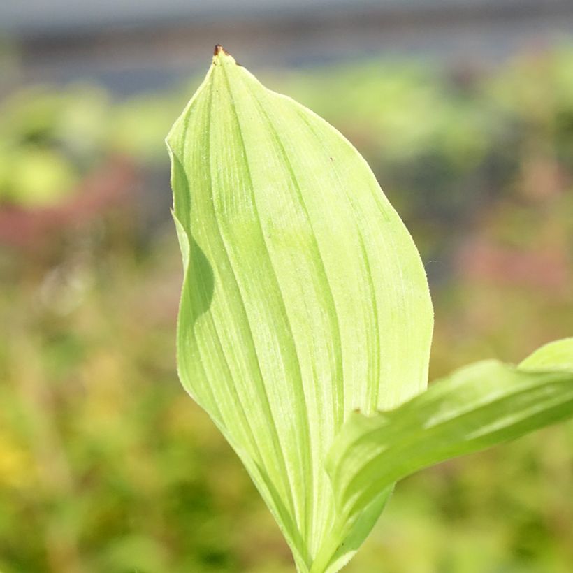 Cypripedium Sabine - Lady Slipper Orchid (Foliage)