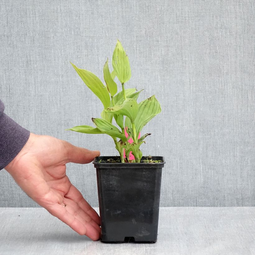 Cypripedium Sabine - Lady Slipper Orchid 1L/1.5L pot sample as delivered in spring