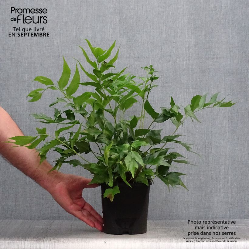 Cyrtomium falcatum 2L/3L pot sample as delivered in autumn