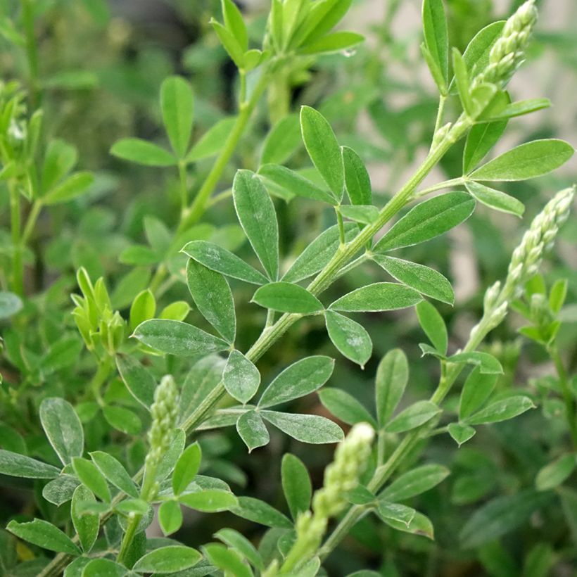 Cytisus racemosus Phebus (Foliage)