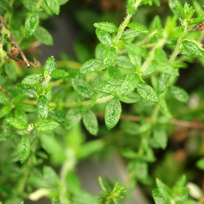 Daboecia cantabrica Alba - Irish Heath (Foliage)