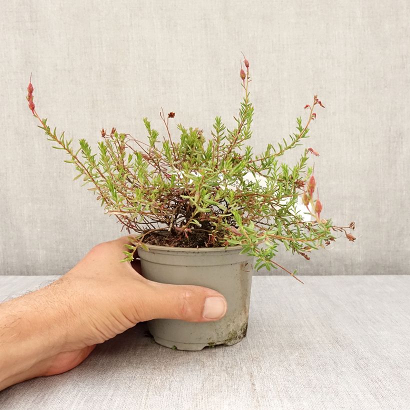Daboecia cantabrica Vanessa - Irish Heath 12cm pot sample as delivered in summer
