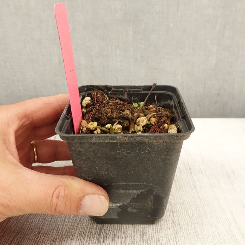Dactylorhiza maculata - Spotted Orchi 8/9 cm pot sample as delivered in autumn