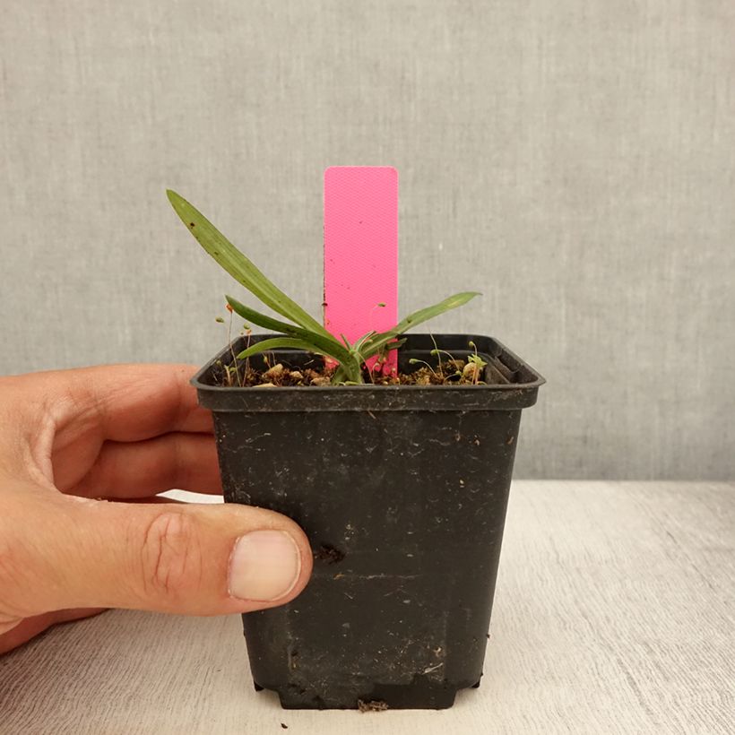 Dactylorhiza maculata - Spotted Orchi 8/9 cm pot sample as delivered in summer