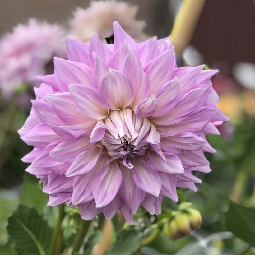 Dahlia Almands Joy (Flowering)