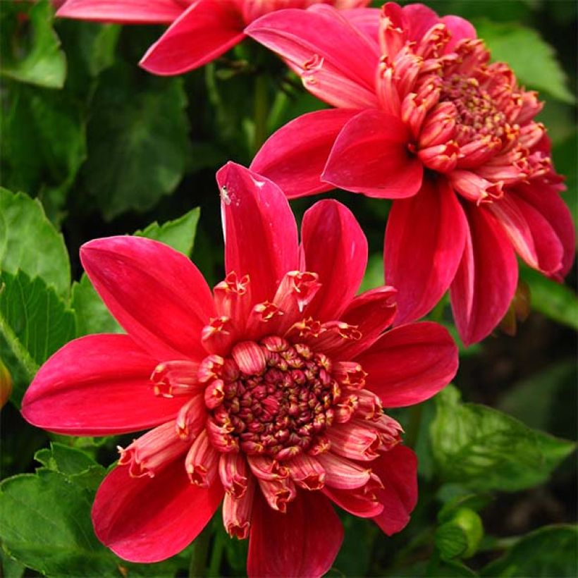 Dahlia Inca (Flowering)