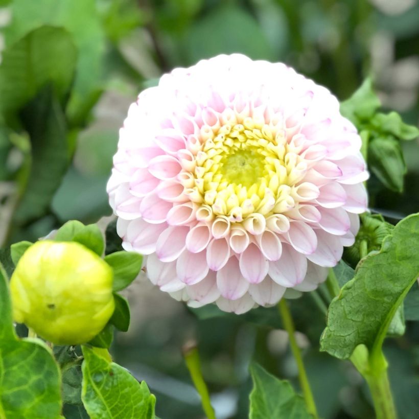 Dahlia Pink Pearl (Flowering)